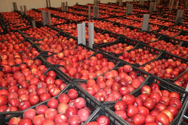 Organik mumlanan elmaların yeni rotası Uzak Doğu